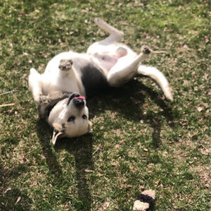 Meet your Posher, Olivia